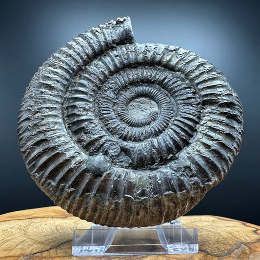 Dactylioceras Ammonite Fossil With box and Stand - Whitby, North Yorkshire Jurassic Coast Yorkshire Fossils