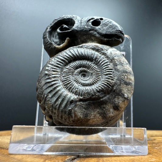 ‘Rammonite’ Snakestone Ammonite Fossil With Bag/Box And Stand - Whitby, North Yorkshire Jurassic Coast Yorkshire Fossils