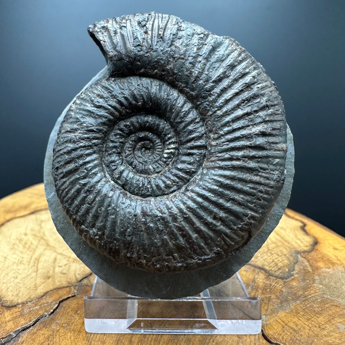 Dactylioceras semicelatum Ammonite fossil with stand - Whitby, North Yorkshire Jurassic Coast Yorkshire Fossils