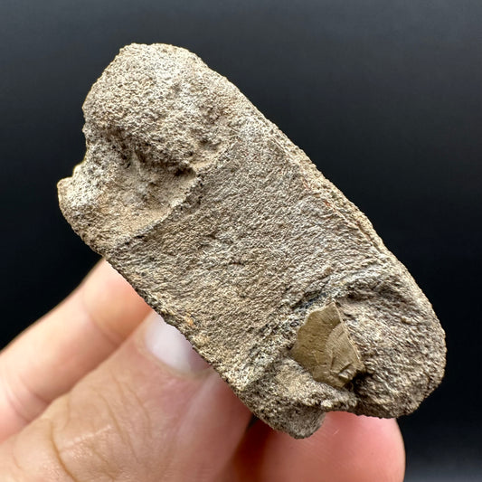 Ichthyosaur Vertebra fossil with box and stand - Whitby, North Yorkshire Jurassic Coast, Yorkshire fossils found on the Jurassic Coast