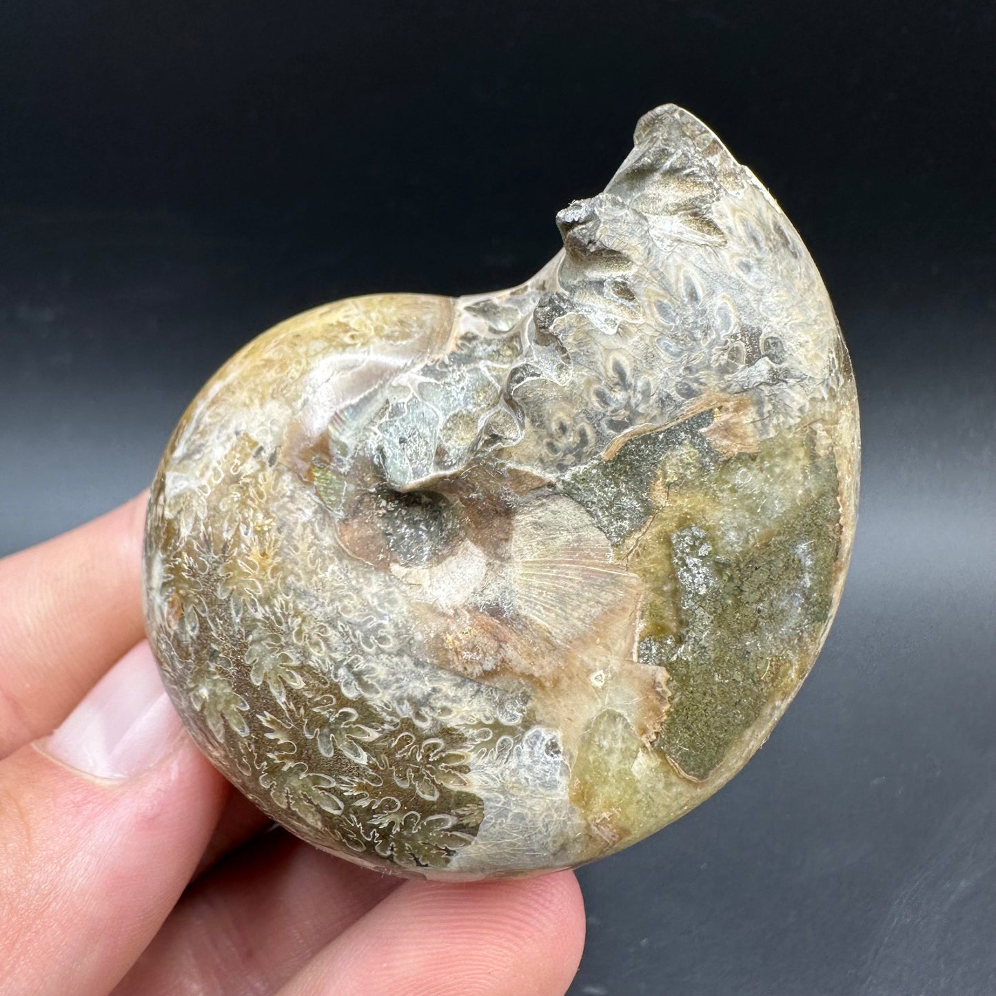 Phylloceras Ammonite Fossil With Box And Stand - Cretaceous Ammonite Madagascar
