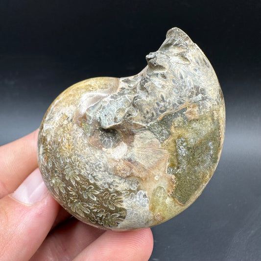 Phylloceras Ammonite Fossil With Box And Stand - Cretaceous Ammonite Madagascar