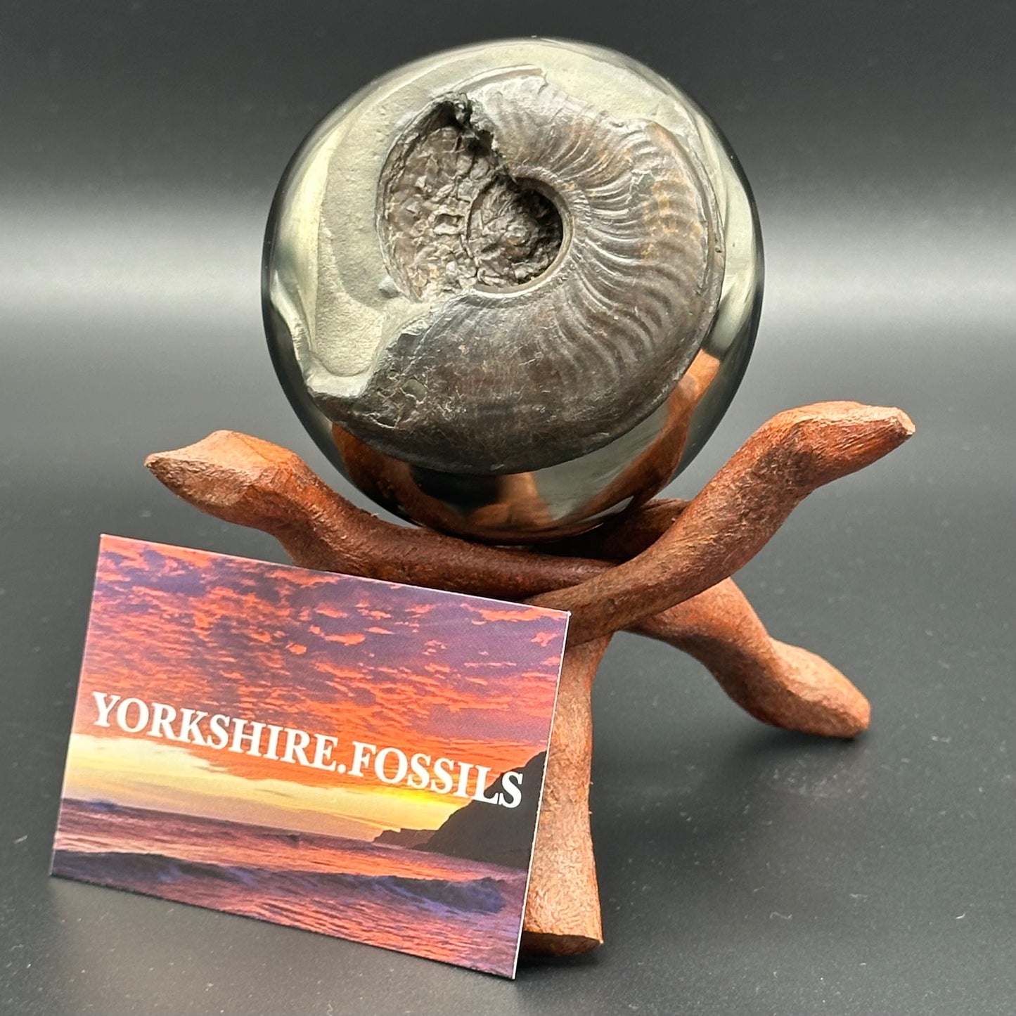 Golden Egg (GENUINE) Ammonite Fossil With Stand - Whitby, North Yorkshire Jurassic Coast Yorkshire Fossils