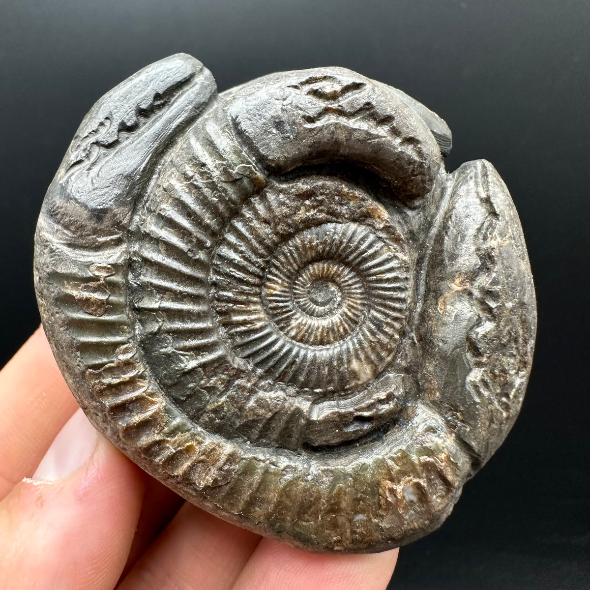 Hydra Snakestone Ammonite Fossil With Bag/Box And Stand - Whitby, North Yorkshire Jurassic Coast Yorkshire Fossils