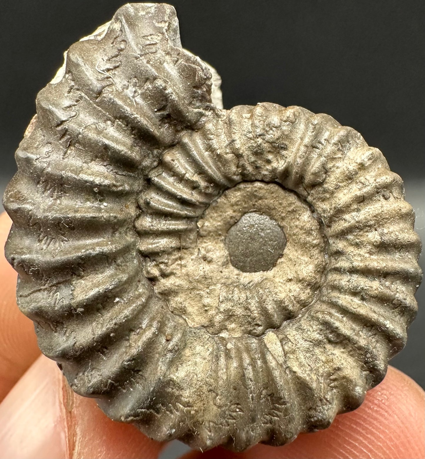 Pleuroceras hawskerense Ammonite fossil with box and stand - Whitby, North Yorkshire Jurassic Coast, Yorkshire fossils