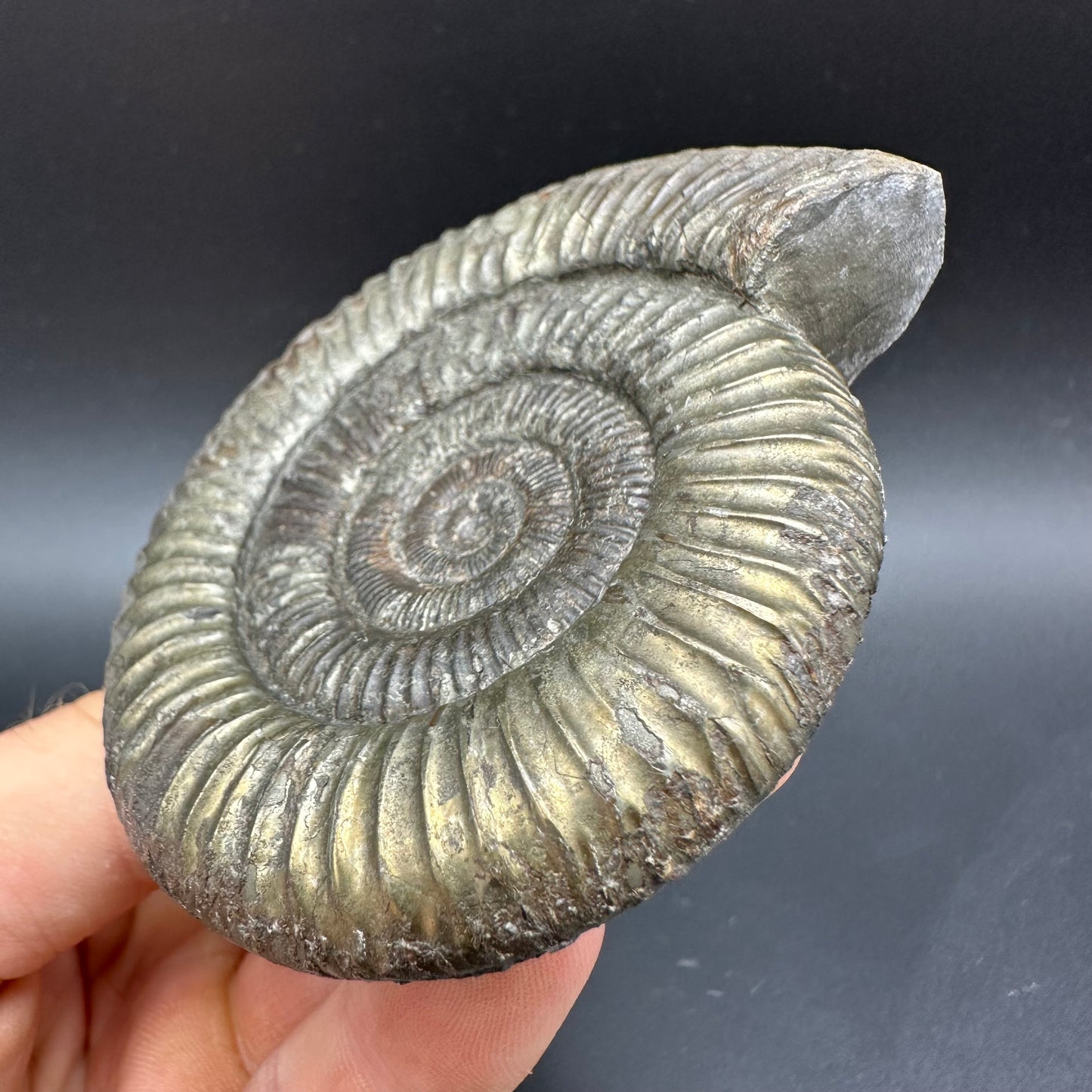 Golden Dactylioceras Ammonite Fossil With box and Stand - Whitby, North Yorkshire Jurassic Coast Yorkshire Fossils