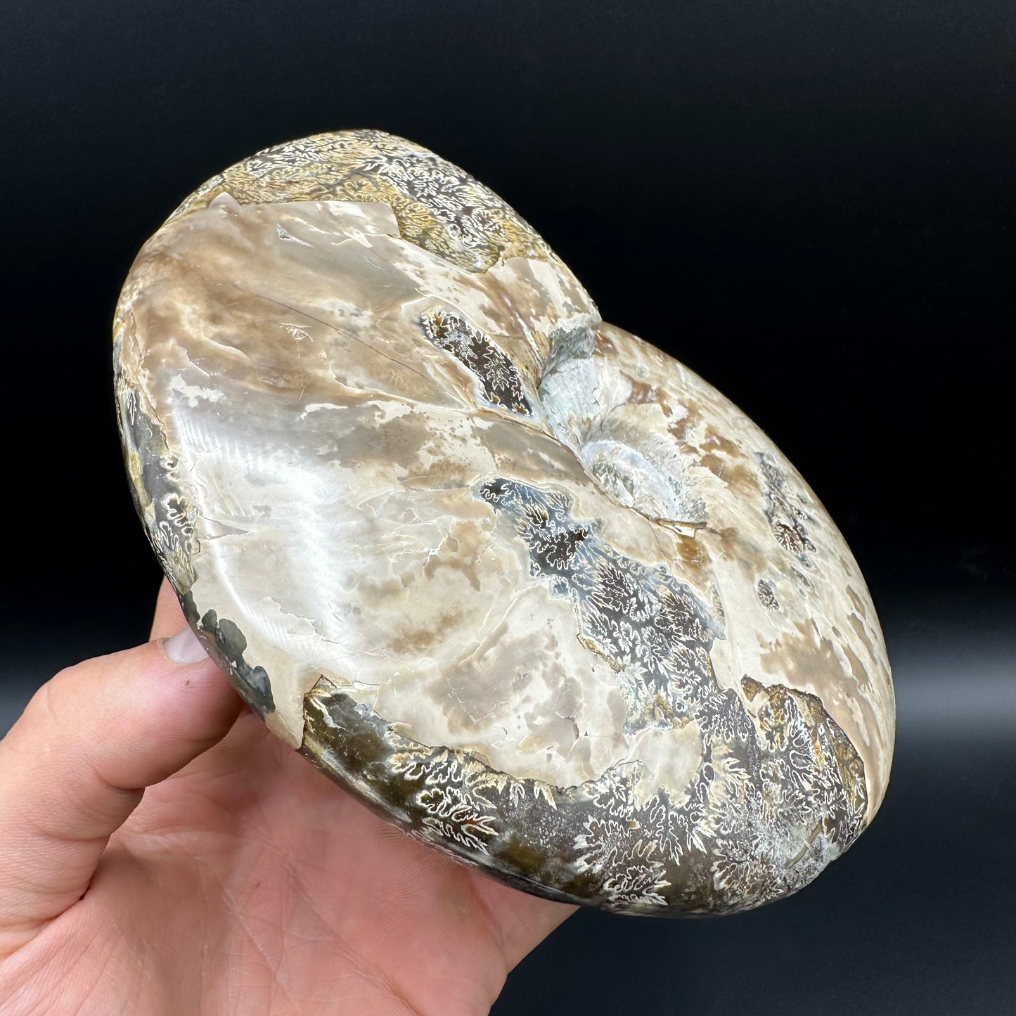 Cleoniceras Ammonite Fossil With Stand - Cretaceous Ammonite Madagascar
