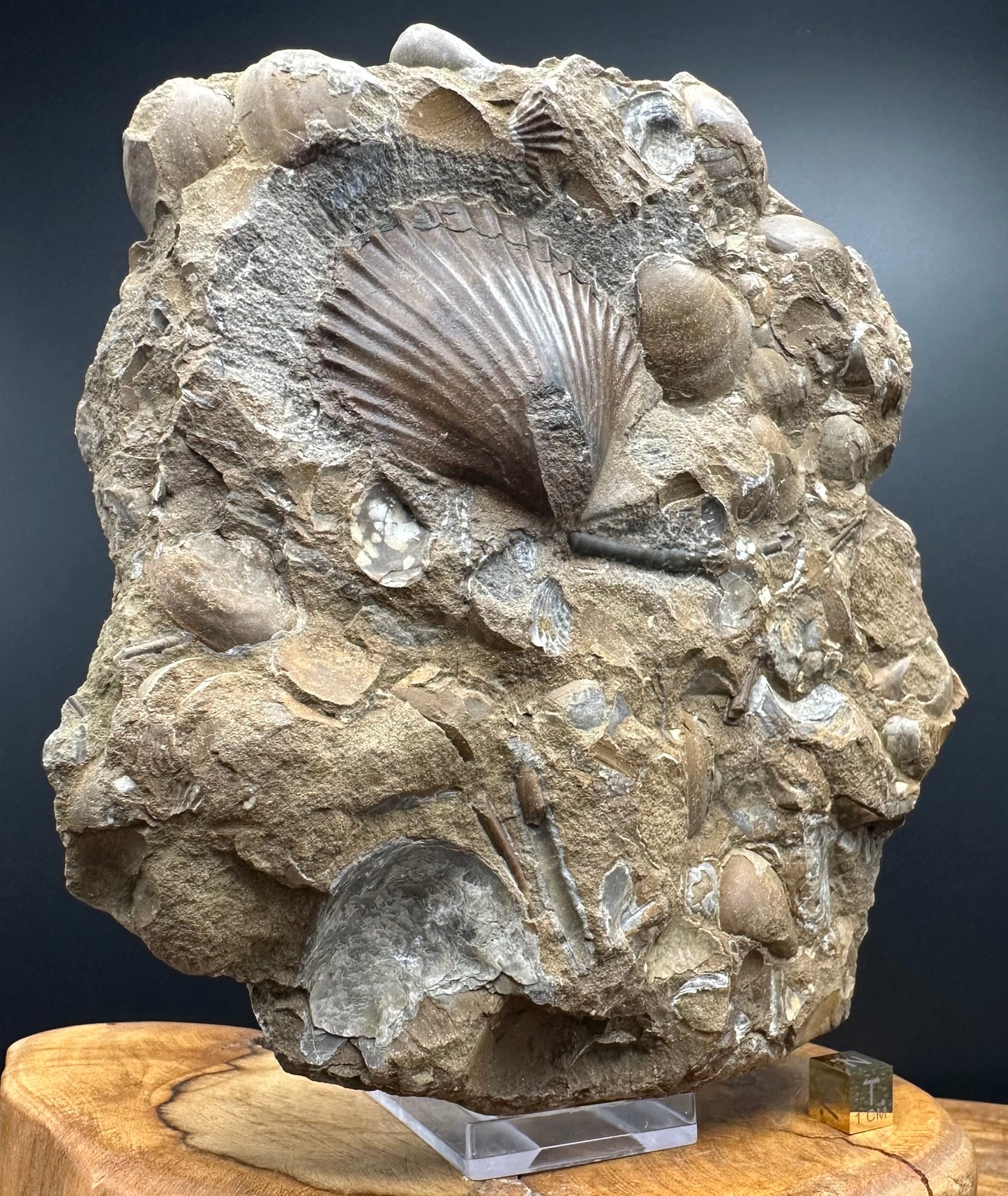 Shell fossil with stand - Whitby, North Yorkshire, Jurassic Coast, Yorkshire Fossils