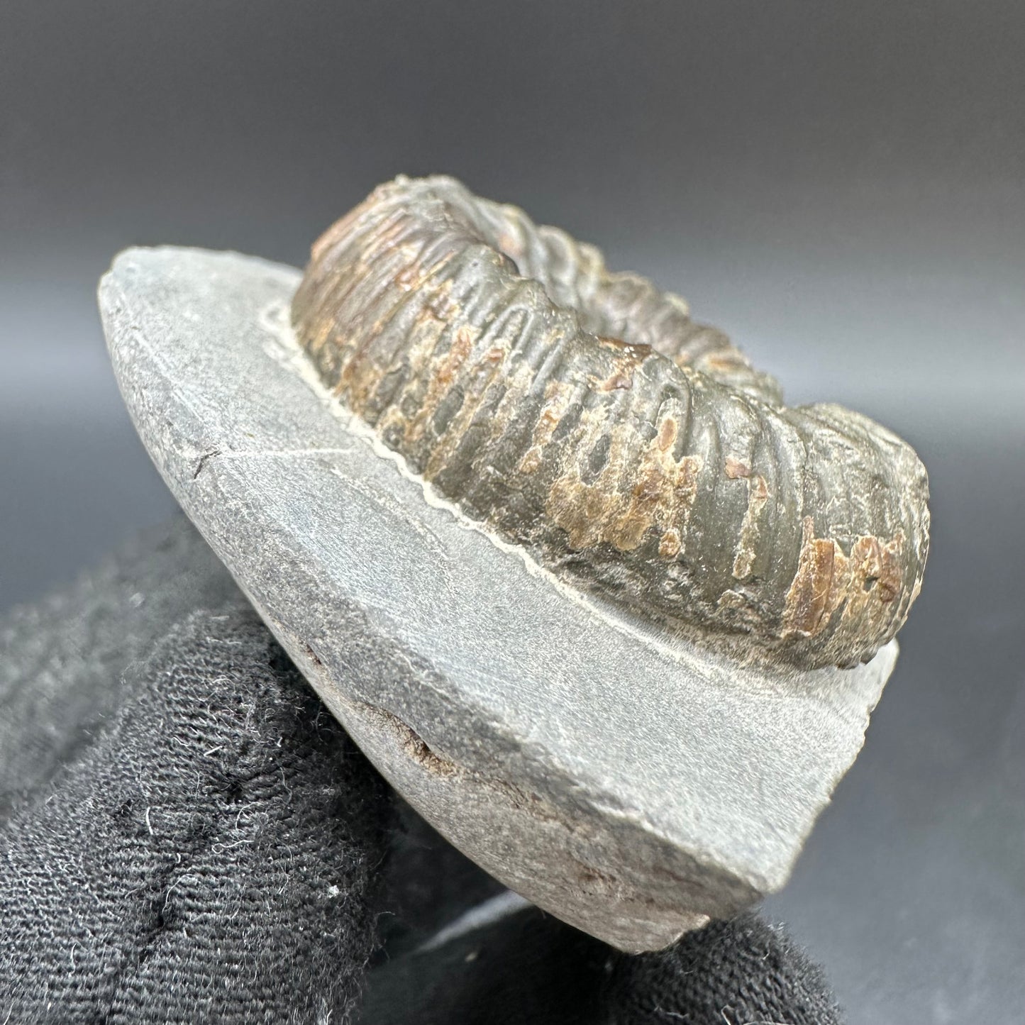 Peronoceras Sp. Ammonite fossil with box and stand - Whitby, North Yorkshire Jurassic Coast Yorkshire Fossils