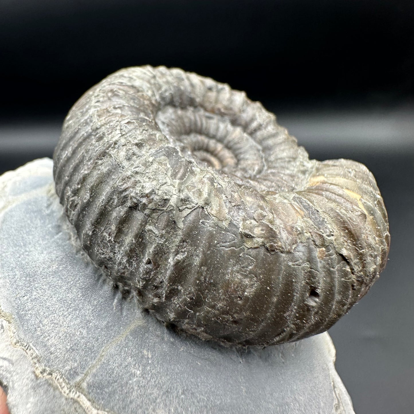 Catacoeloceras Sp. ammonite fossil with box and stand- Whitby, North Yorkshire Jurassic Coast Yorkshire Fossils