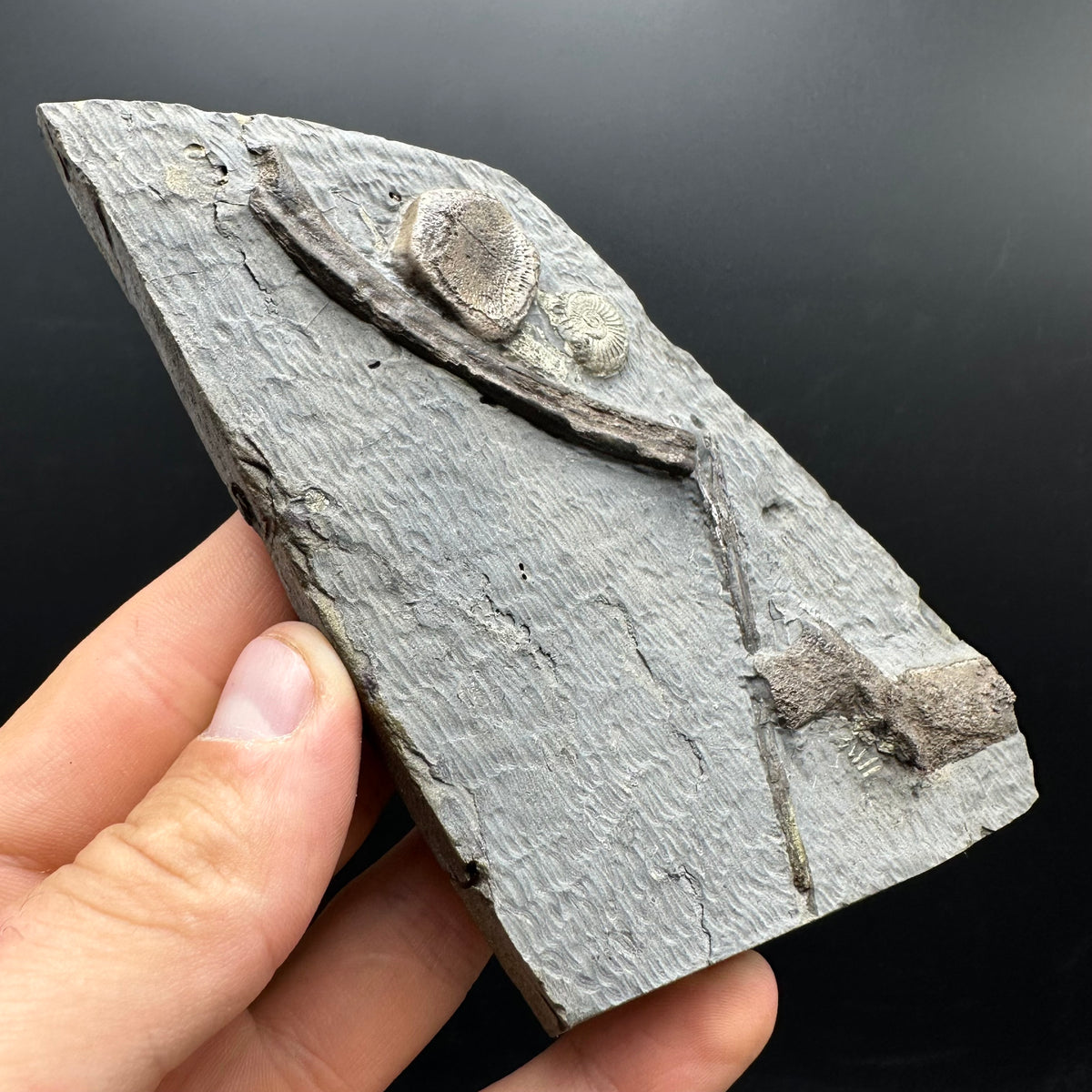 Ichthyosaur Vertebrae fossil / ribs with box and stand - Whitby, North Yorkshire Jurassic Coast, Yorkshire fossils found on the Jurassic Coast
