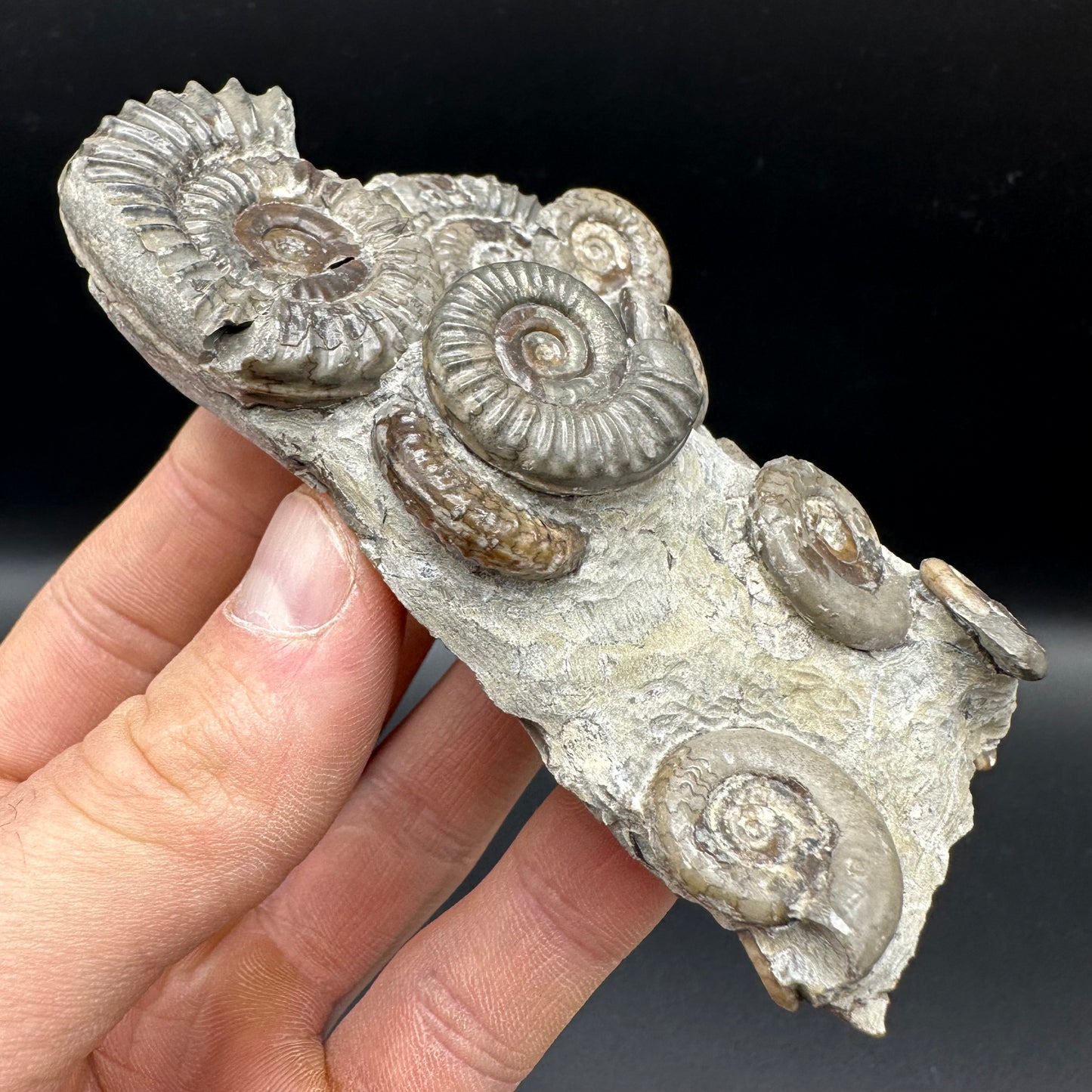 Arnioceras ammonite shell fossil with box and stand - Whitby, North Yorkshire Jurassic Coast Yorkshire Fossils