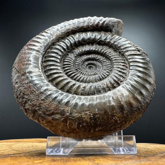 Dactylioceras Ammonite Fossil With box and Stand - Whitby, North Yorkshire Jurassic Coast Yorkshire Fossils