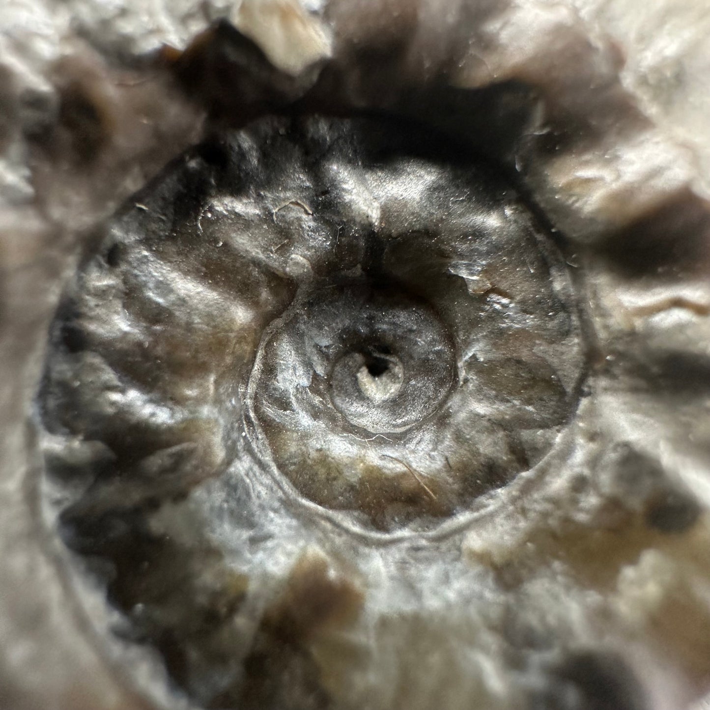 Agassiceras shell fossil with box and stand - Whitby, North Yorkshire Jurassic Coast Yorkshire Fossils