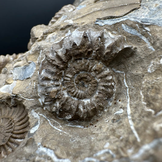 Androgynoceras capricornus Ammonite Fossil With Stand - Whitby, North Yorkshire Jurassic Coast Yorkshire Fossils