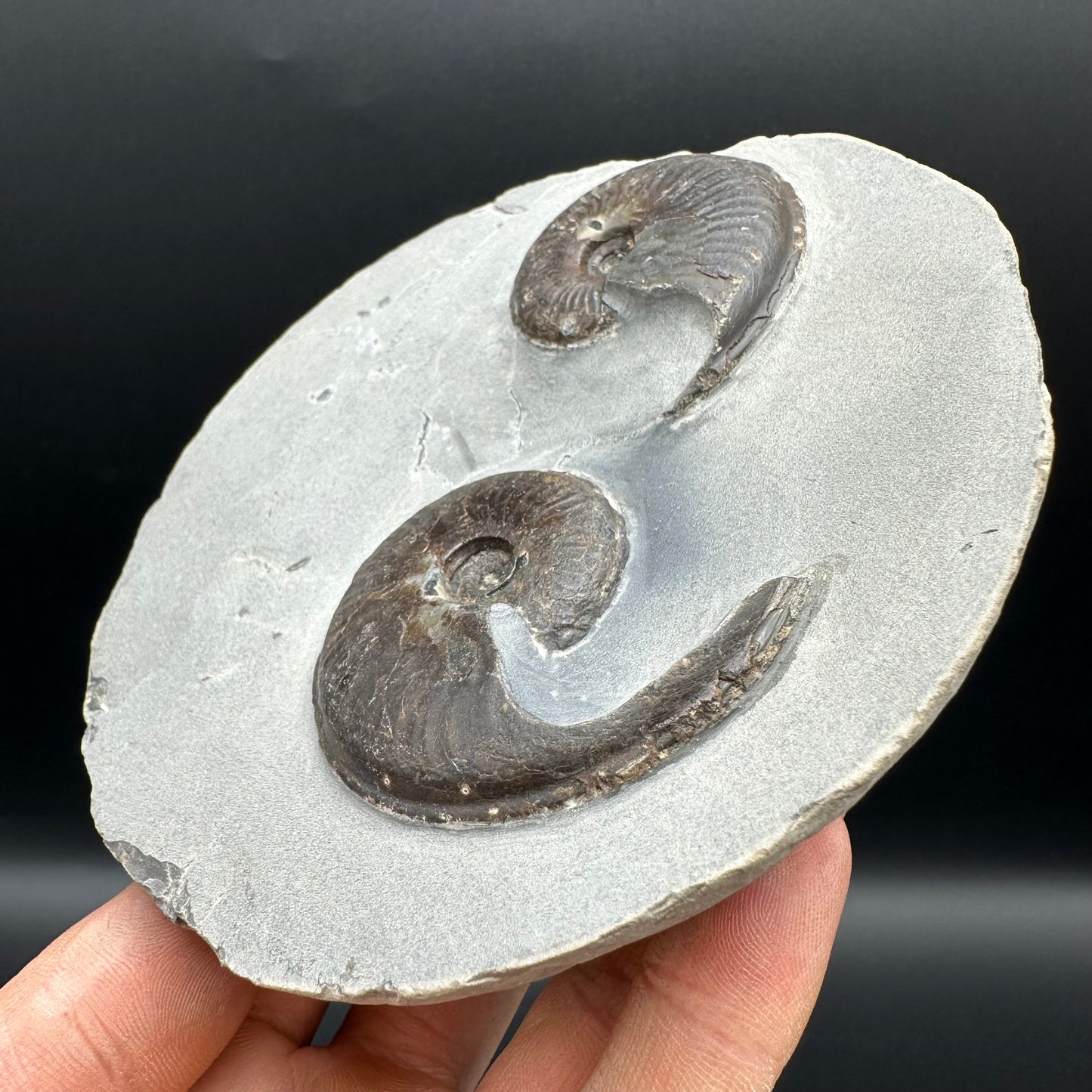 Eleganticeras Elegantulum Ammonite fossil with box and stand - Whitby, North Yorkshire Jurassic Coast, Yorkshire Fossils