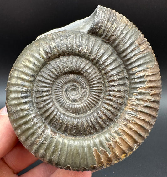Dactylioceras Ammonite Fossil With Box And Stand - Whitby, North Yorkshire Jurassic Coast Yorkshire Fossils