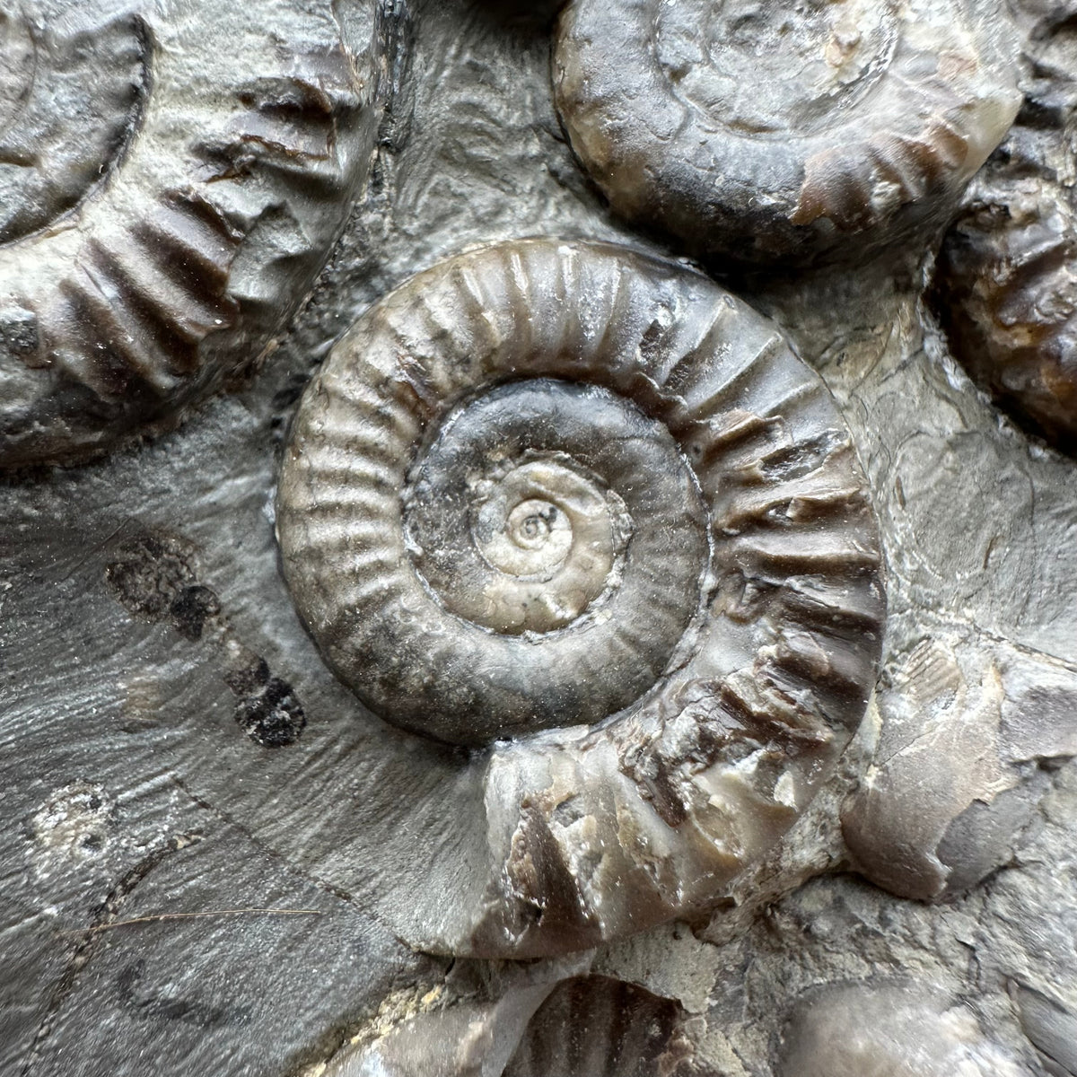 Arnioceras ammonite shell fossil with stand - Whitby, North Yorkshire Jurassic Coast Yorkshire Fossils