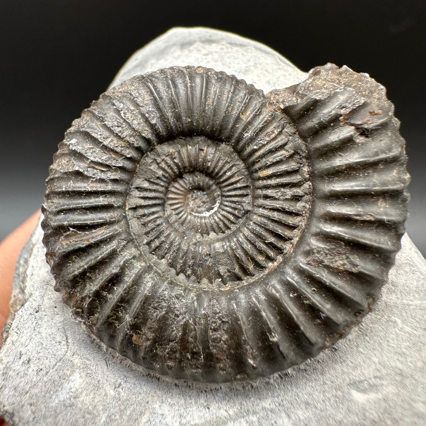 Dactylioceras Ammonite Fossil With Box And Stand - Whitby, North Yorkshire Jurassic Coast Yorkshire Fossils