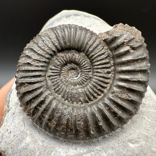 Dactylioceras Ammonite Fossil With Box And Stand - Whitby, North Yorkshire Jurassic Coast Yorkshire Fossils