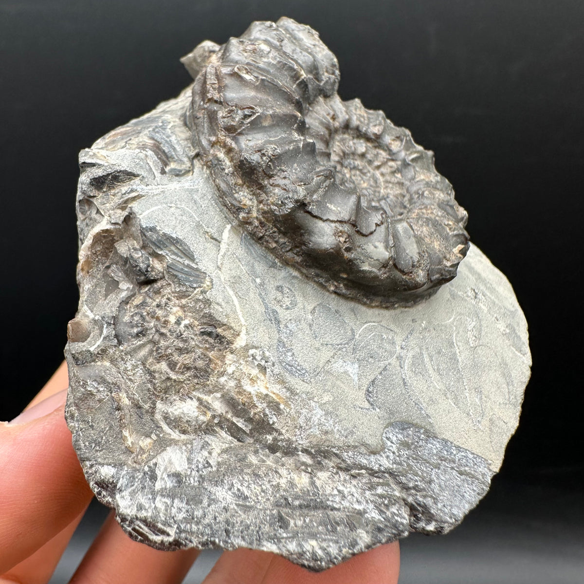 Pleuroceras paucicostatum ammonite fossil with box and stand - Whitby, North Yorkshire Jurassic Coast Yorkshire Fossils