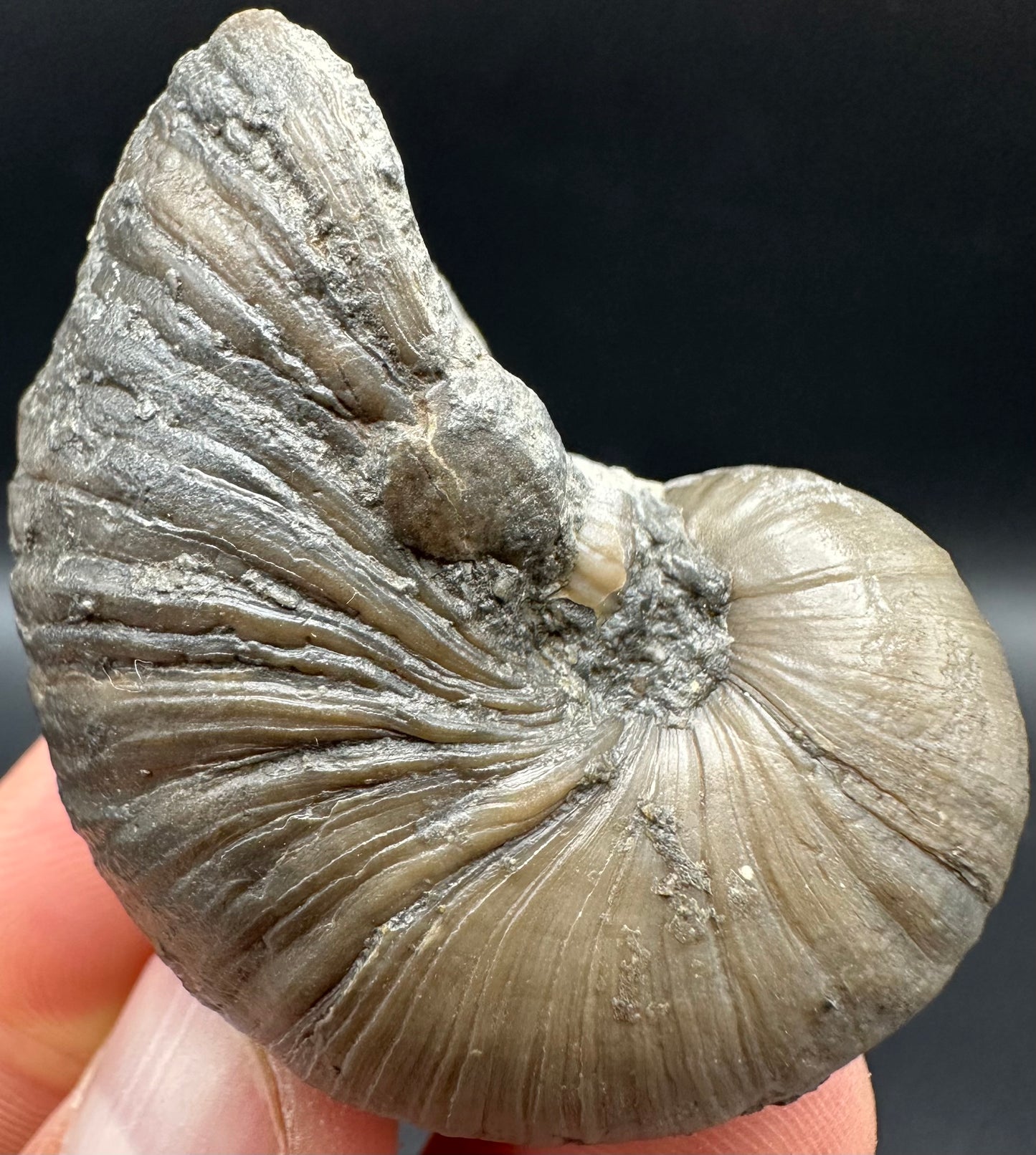 Gryphaea shell fossil with box and stand - Whitby, North Yorkshire, Jurassic Coast, Yorkshire Fossils found on the Jurassic Coast