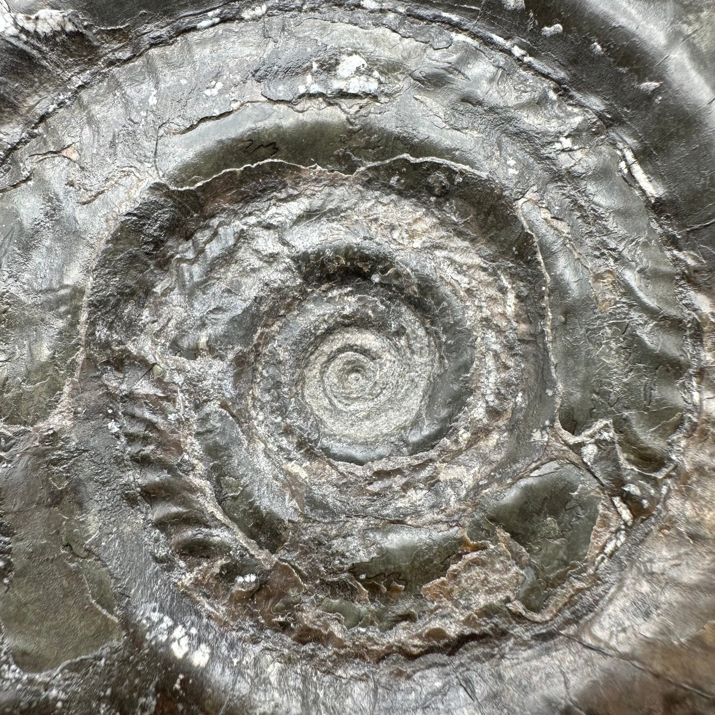 Hildoceras Bifrons Ammonite fossil - Whitby, North Yorkshire Jurassic Coast, Yorkshire Fossils from the Jurassic Coast