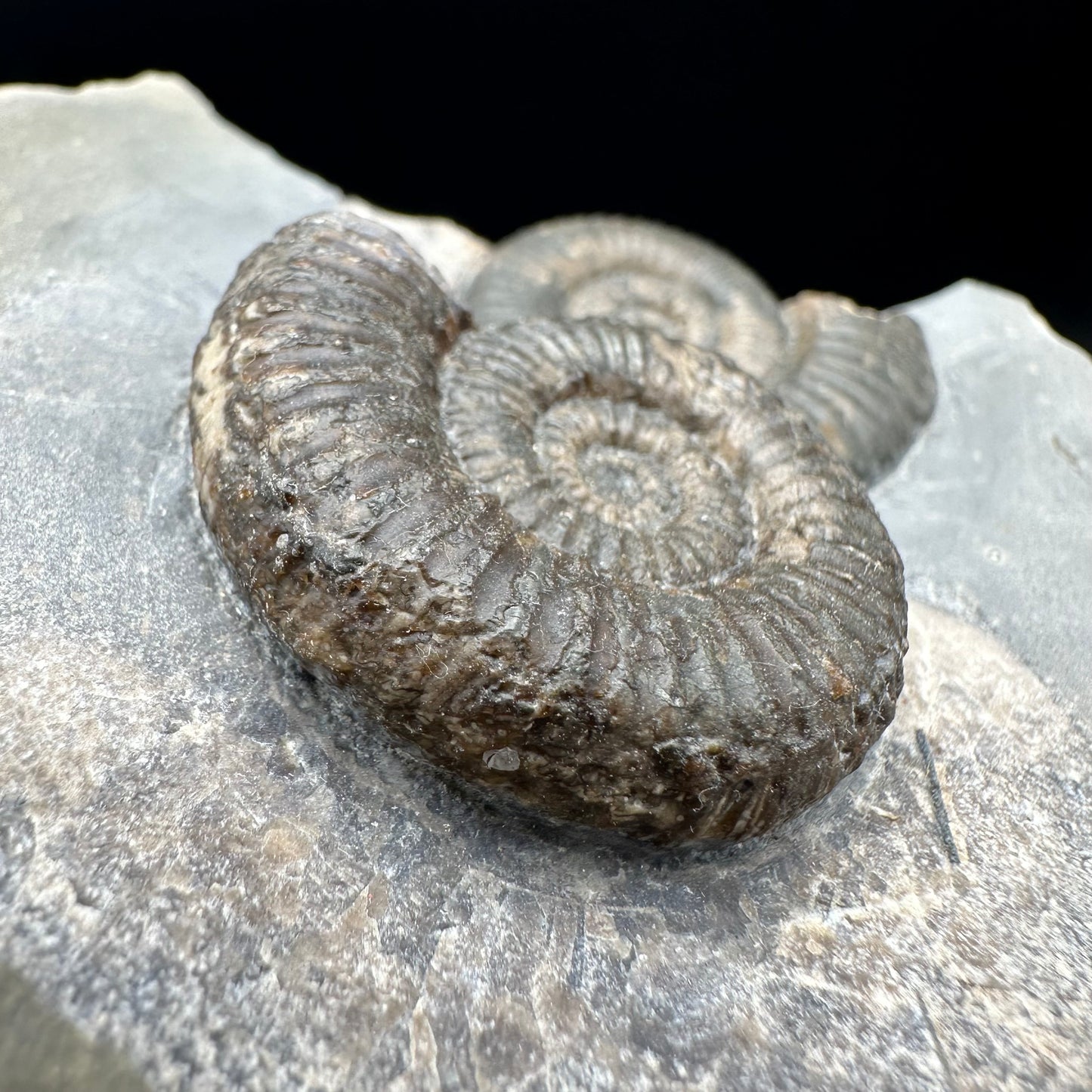 Zugodactylites ammonite fossil with box and stand - Whitby, North Yorkshire Jurassic Coast, Yorkshire fossils