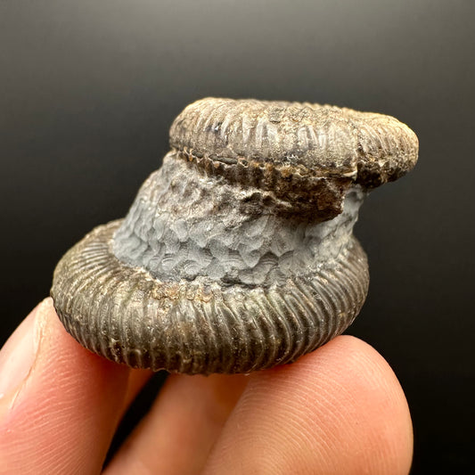 Dactylioceras Ammonite Fossil With Stand - Whitby, North Yorkshire Jurassic Coast Yorkshire Fossils