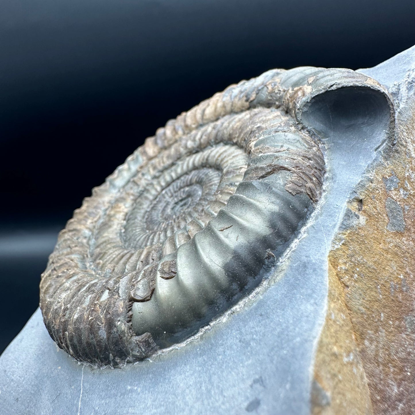 Dactylioceras Ammonite Fossil - Whitby, North Yorkshire Jurassic Coast Yorkshire Fossils