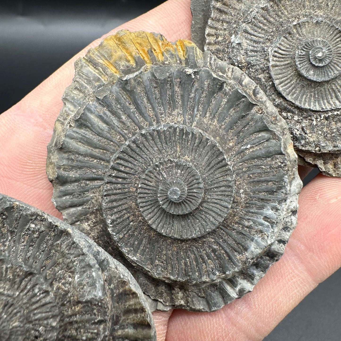 Dactylioceras imprint (negative) bundle ammonite shell fossil with box - Whitby, North Yorkshire, Yorkshire Fossils