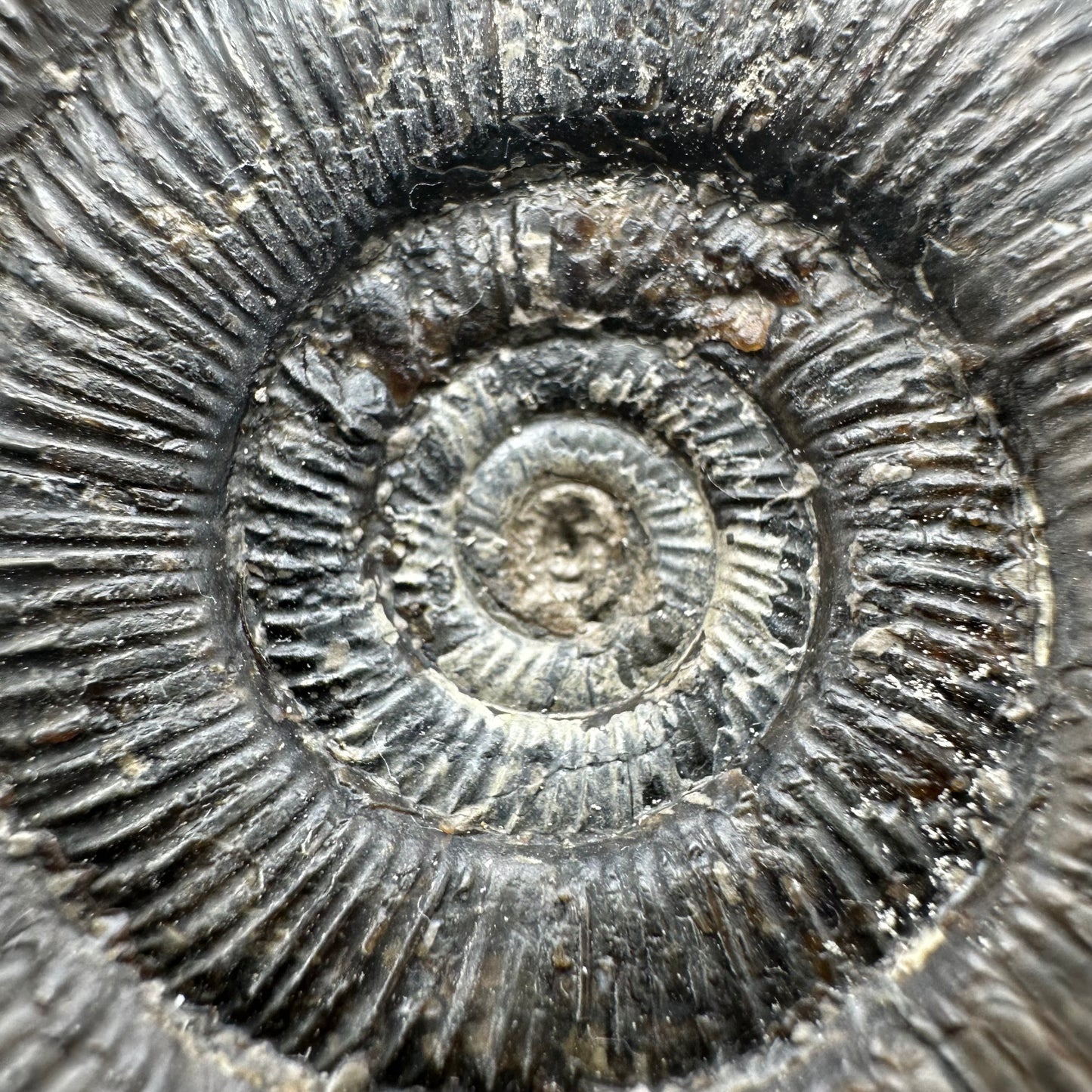 Dactylioceras tenuicostatum ammonite fossil with box and stand - Whitby, North Yorkshire Jurassic Coast