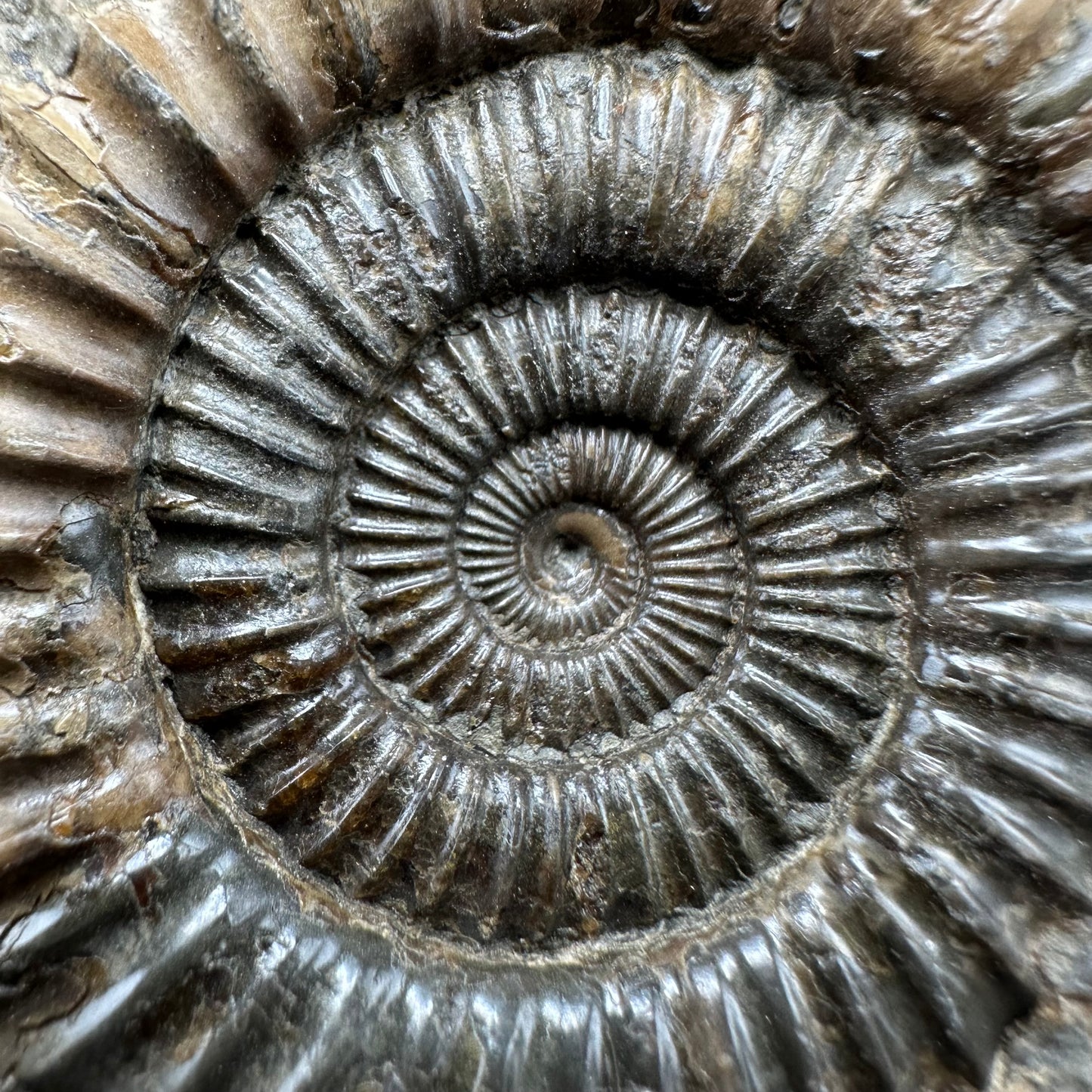 Dactylioceras Ammonite Fossil With box and Stand - Whitby, North Yorkshire Jurassic Coast Yorkshire Fossils