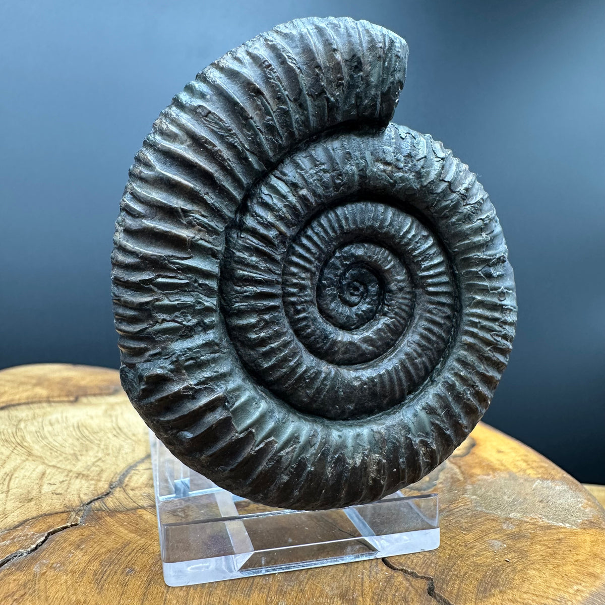 Dactylioceras Ammonite Fossil With box and Stand - Whitby, North Yorkshire Jurassic Coast Yorkshire Fossils