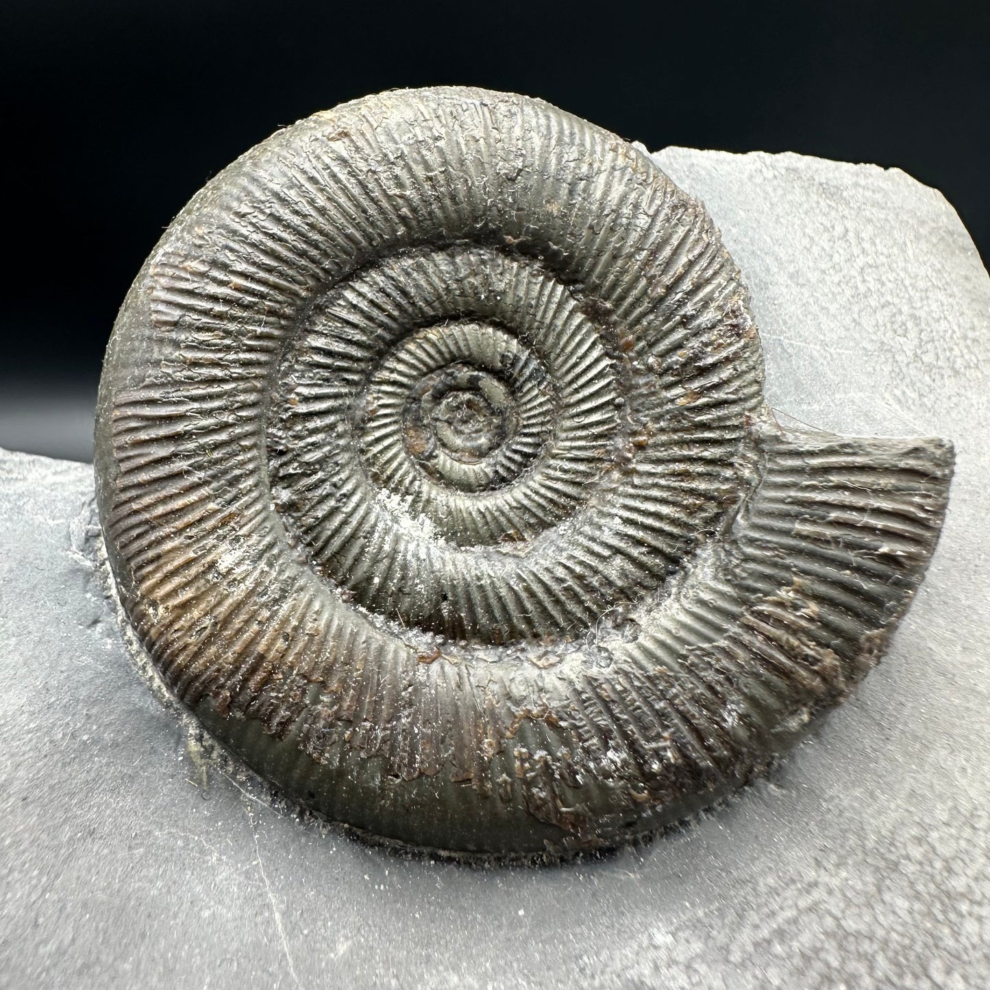 Dactylioceras tenuicostatum ammonite fossil with box and stand - Whitby, North Yorkshire Jurassic Coast