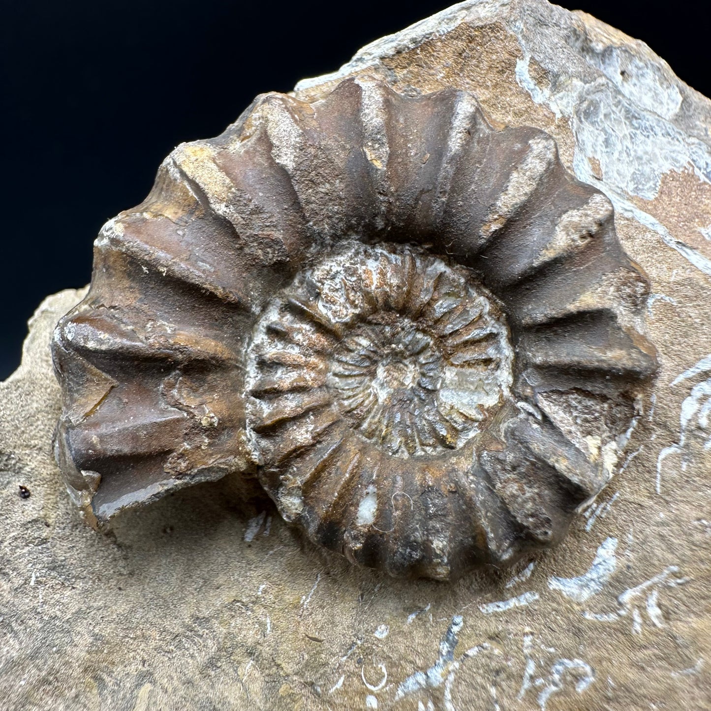 Androgynoceras capricornus Ammonite fossil with box and stand - Whitby, North Yorkshire Jurassic Coast Yorkshire Fossils