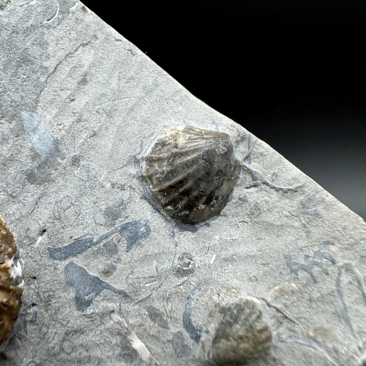 Androgynoceras capricornus Ammonite fossil with box and stand - Whitby, North Yorkshire Jurassic Coast Yorkshire Fossils