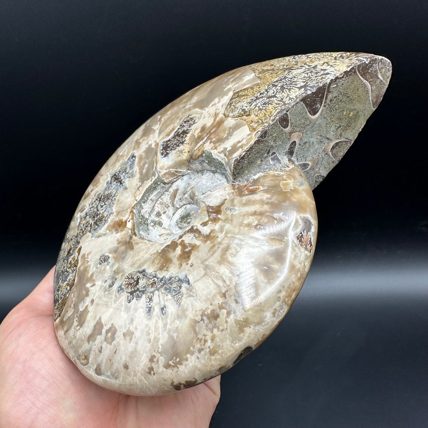 Cleoniceras Ammonite Fossil With Stand - Cretaceous Ammonite Madagascar