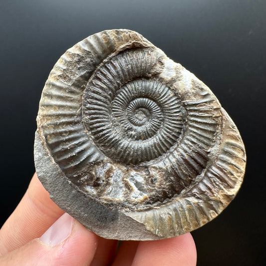 Dactylioceras Ammonite nodule (split pair) Fossil With Box And Stand - Whitby, North Yorkshire Jurassic Coast Yorkshire Fossils