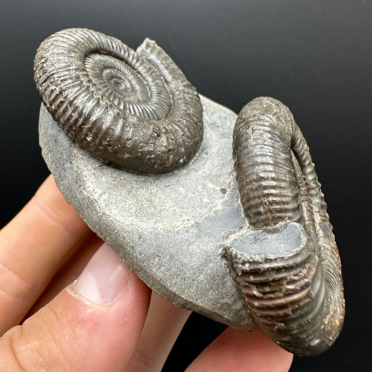Dactylioceras Ammonite Fossil With Stand - Whitby, North Yorkshire Jurassic Coast Yorkshire Fossils