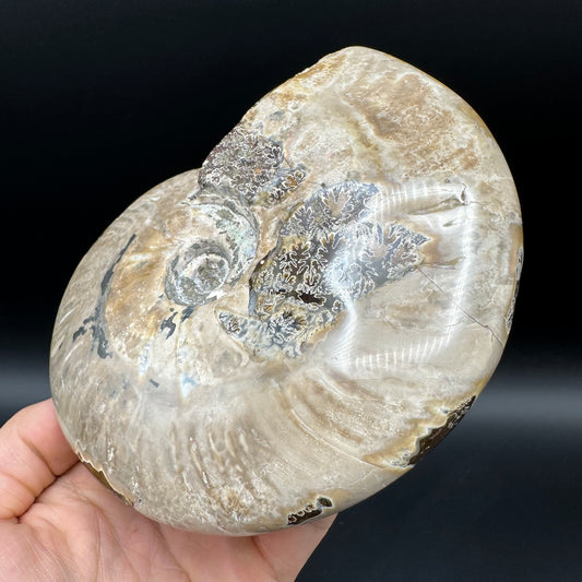 Cleoniceras Ammonite Fossil With Stand - Cretaceous Ammonite Madagascar