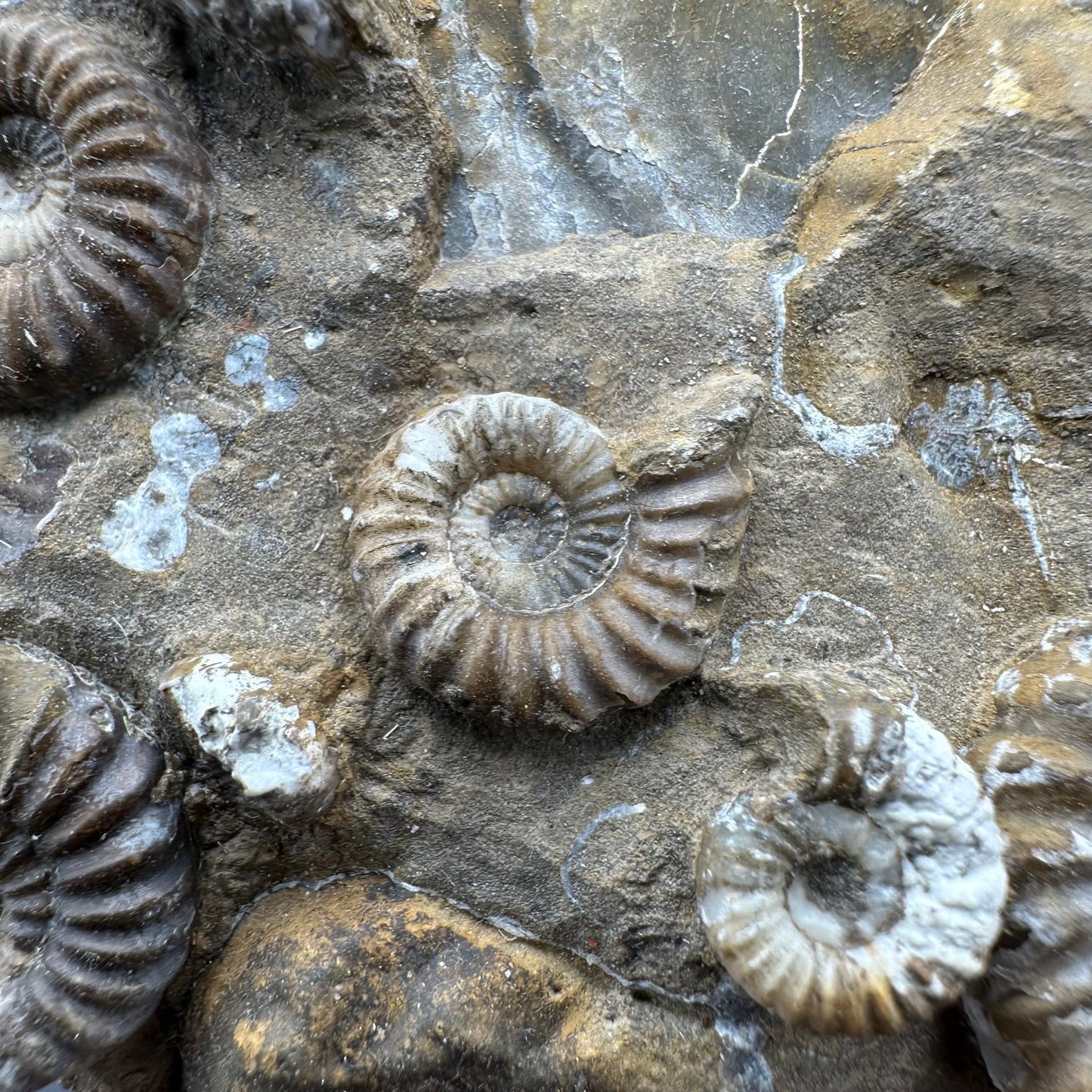 Androgynoceras Capricornus ammonite fossil - Whitby, North Yorkshire Jurassic Coast Yorkshire Fossils