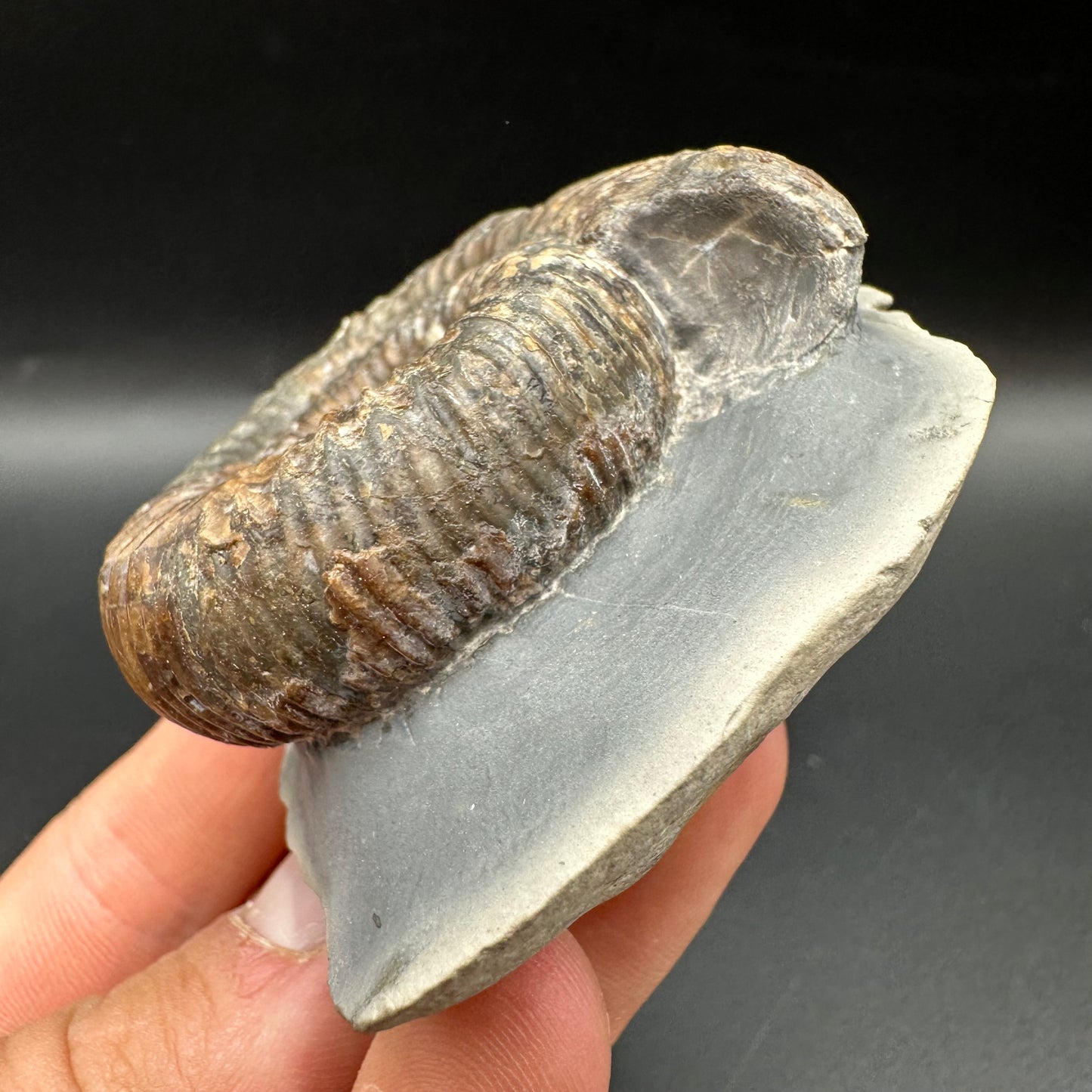 Catacoeloceras Sp. ammonite fossil with box and stand- Whitby, North Yorkshire Jurassic Coast Yorkshire Fossils