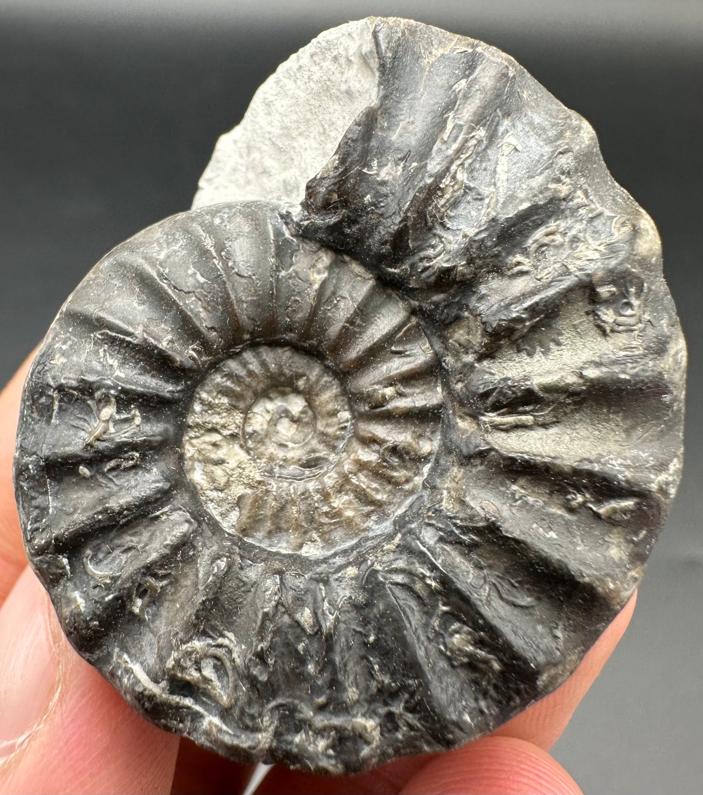 Aegasteroceras sagittarium ammonite fossil with box and stand - Whitby, North Yorkshire Jurassic Coast Yorkshire Fossils