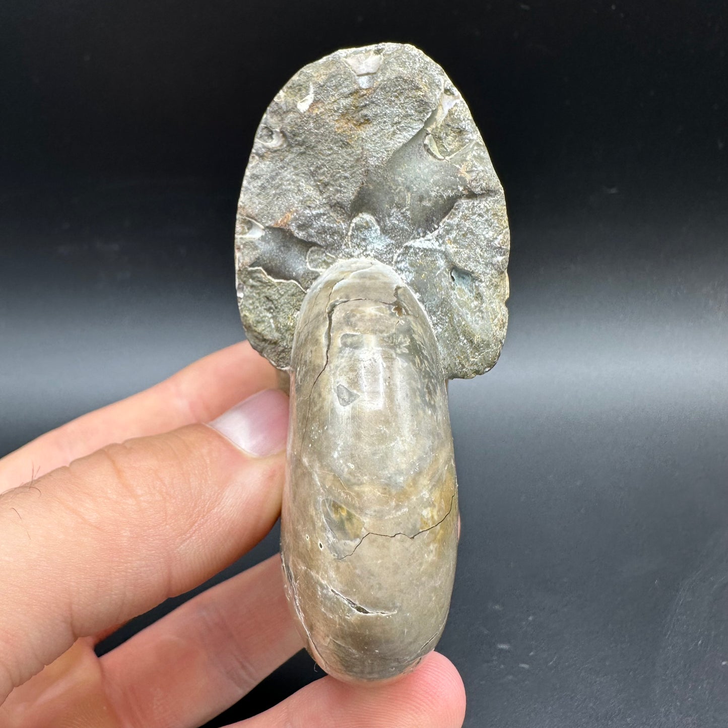 Puzosia Ammonite Fossil With Box And Stand - Cretaceous Ammonite Madagascar