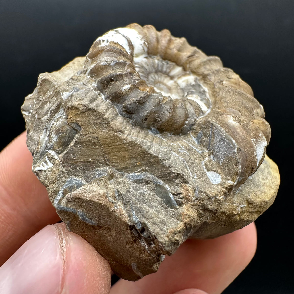 Androgynoceras capricornus Ammonite Fossil With Stand - Whitby, North Yorkshire Jurassic Coast Yorkshire Fossils