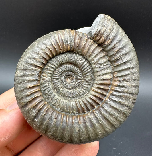 Dactylioceras Ammonite Fossil With Box And Stand - Whitby, North Yorkshire Jurassic Coast Yorkshire Fossils