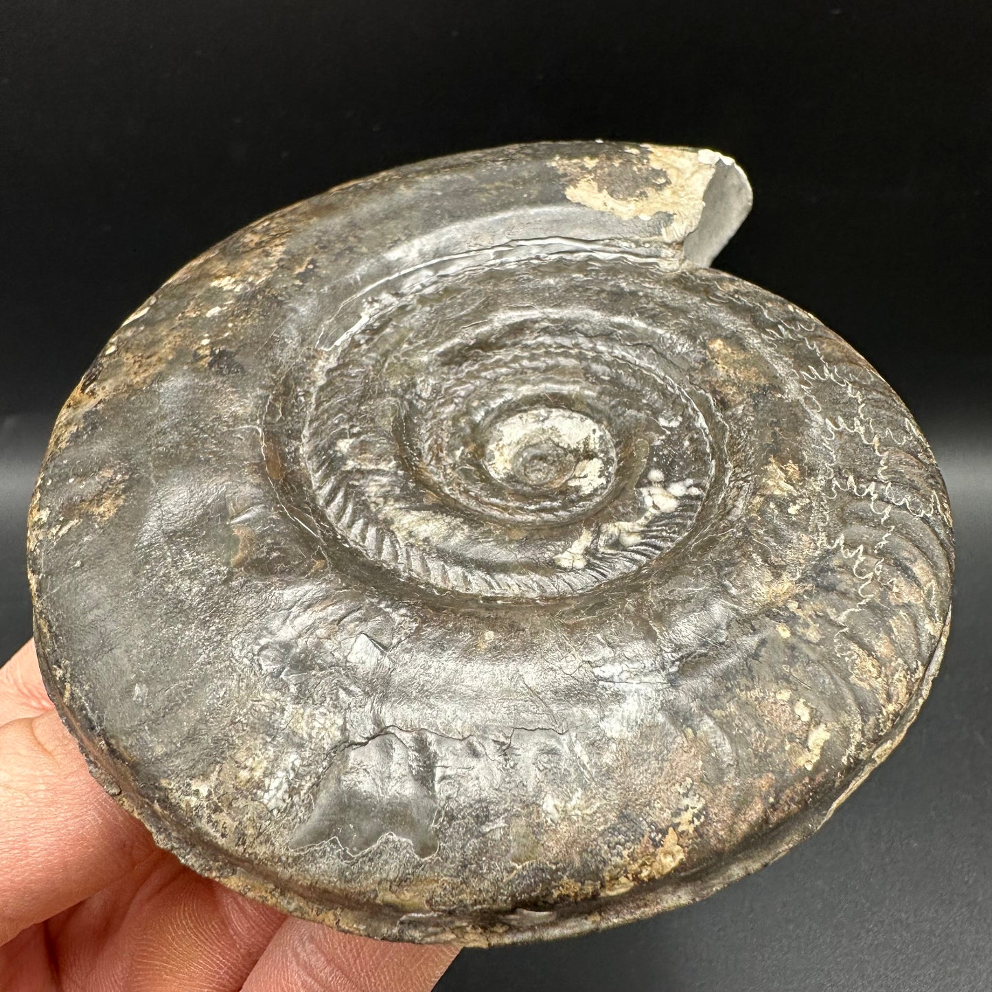 Hildoceras Bifrons Ammonite fossil with box and stand - Whitby, North Yorkshire Jurassic Coast, Yorkshire Fossils from the Jurassic Coast