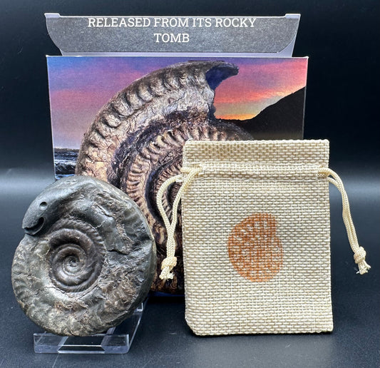 Snakestone Ammonite Fossil With Bag/Box And Stand - Whitby, North Yorkshire Jurassic Coast Yorkshire Fossils