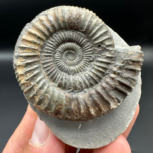 Dactylioceras Ammonite Fossil With Box And Stand - Whitby, North Yorkshire Jurassic Coast Yorkshire Fossils